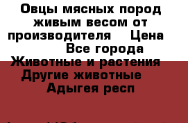 Овцы мясных пород живым весом от производителя. › Цена ­ 110 - Все города Животные и растения » Другие животные   . Адыгея респ.